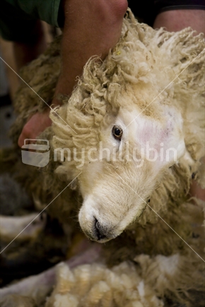 farmer shearing a sheep