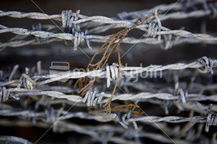 Coils of barbed wire
