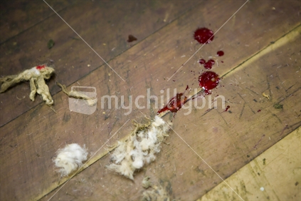 blood spots and wool tufts on shearing floor