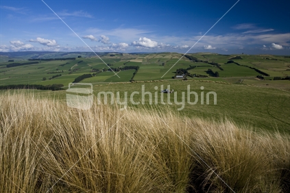 southland tussock and farmland