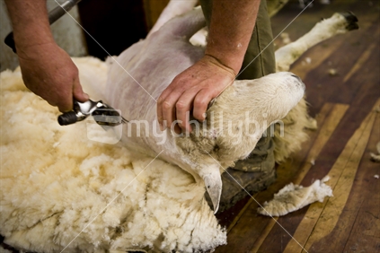 farmer shearing a  sheep