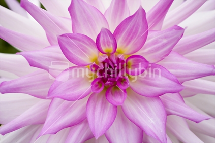 closeup detail of pink chrysanthemum