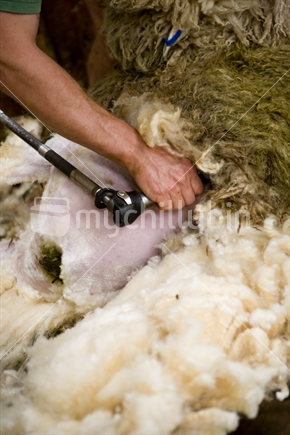 farmer shearing a  sheep