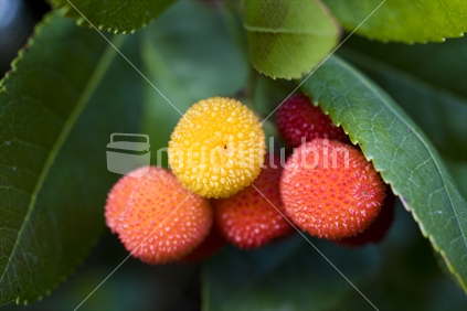 coloured autumn berries