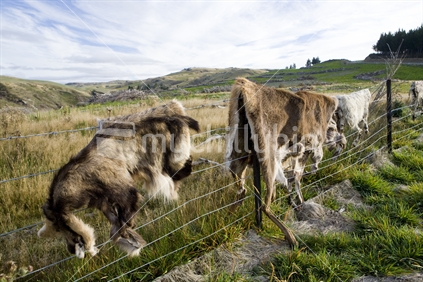 Animal skins hung out to dry on fence, South Island, New Zealand