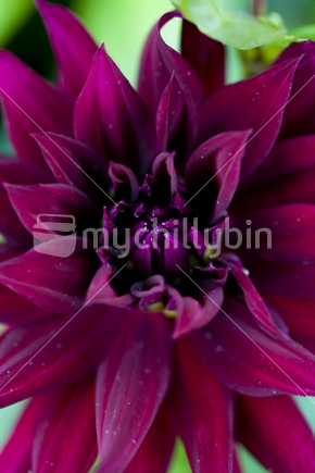 closeup detail of dark pink chrysanthemum