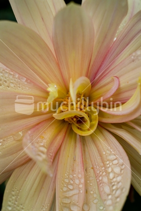 detail of chrysanthemum with dew