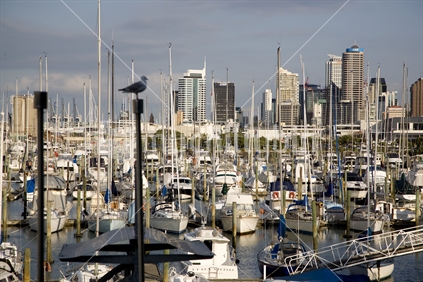 Boats in the Harbour of Auckland city