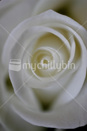 Close up of white rose petals