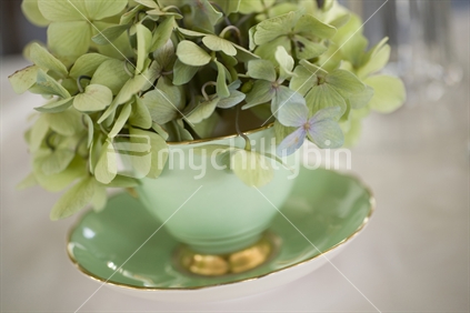 Green bouganvillea in a green antique cup and saucer