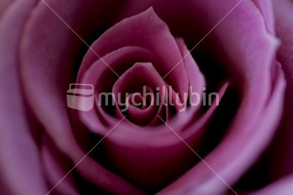 Closeup dark pink rose