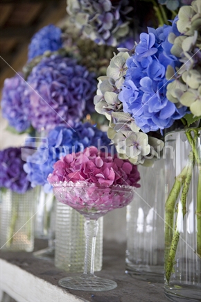 Jars and vases of purple and pink hydrangeas