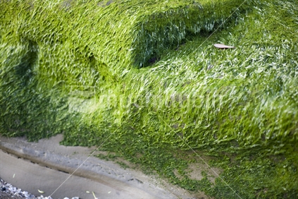 Green moss on the rocks at Hillsborough beach