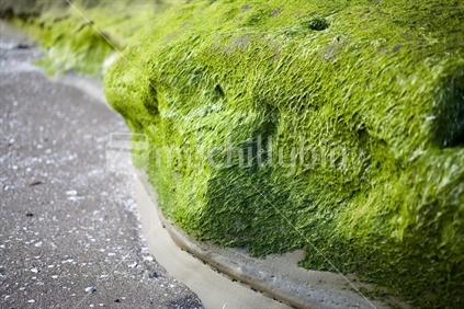 Green moss on the rocks at Hillsborough beach, Auckland