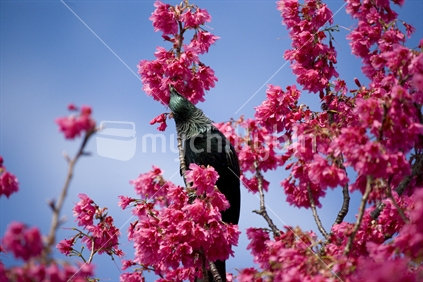 Tui feeding off bright pink blossoms