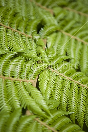 Detail of fern