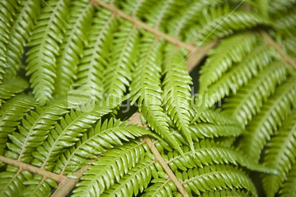 Detail of a fern