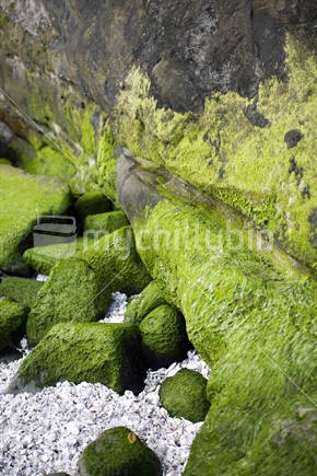 Bright green moss on the sea shore