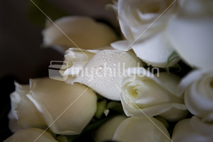 Detail of white roses with dew drops