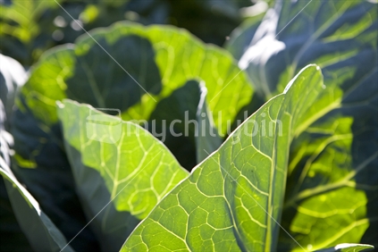 Cabbage growing in vege garden