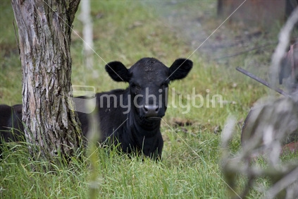 Black cow having a rest