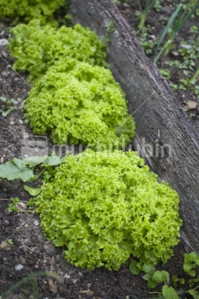 Fancy lettuce in a vegetable garden