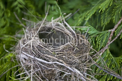 An empty bird nest sitting in a pine tree