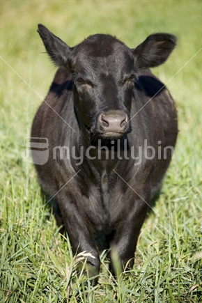 Black cow enjoys some morning grass