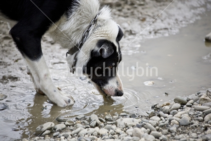 Farm dog drinking from a rain puddle