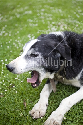 Hardworking sheep dog yawns