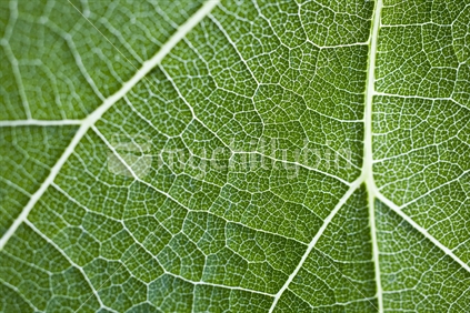 Detail of grape vine leaf