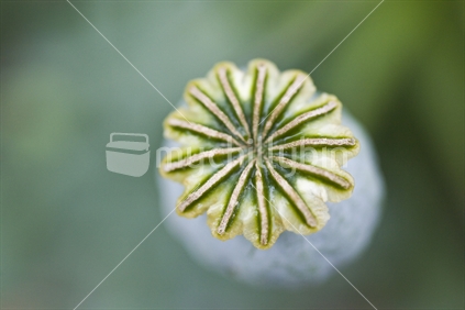 Close up of a poppy seed pod