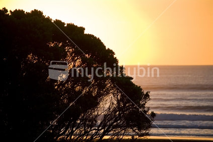 Golden sun setting behind a pohutakawa, Piha beach