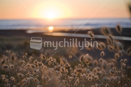 Fluffy grass "bunny tails" in setting sun at Piha beach