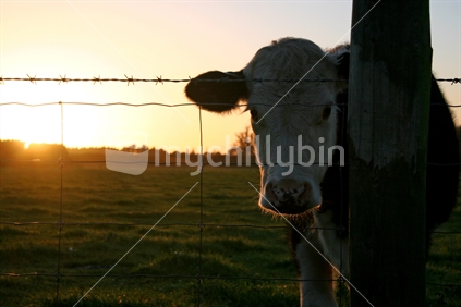 Cow posing for an early morning photoshoot