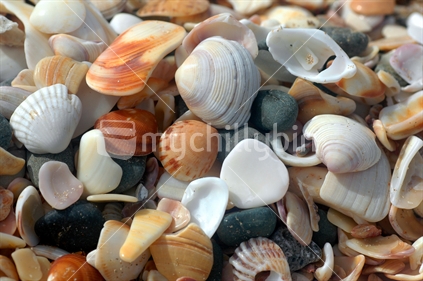 Beach Shells