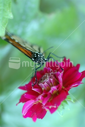 Monarch Butterfly
 