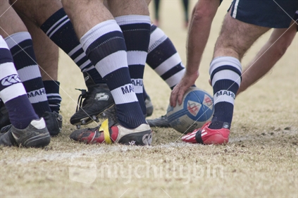 Picking up the ball from amongst the feet in the scrum in a game of rugby. 