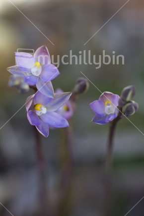 Close up of Thelymitra, a NZ native sun orchid, portrait. 