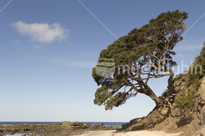 An old pohutukawa clings to the cliff beside the water. Space for copy. 