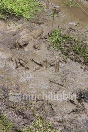 Kiwi bird distinctive track marks in mud.