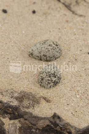 Two dotterel eggs in the sand, shallow depth of focus.