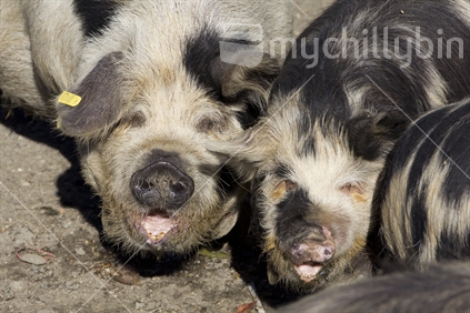 Two fat Kunekune piglets with dirty faces