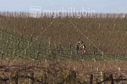 Workers pruning vines in a vineyard. 