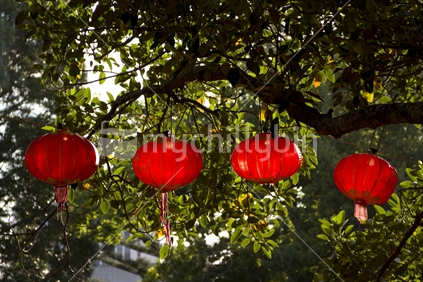 Four Chinese lanterns hanging from a branch.