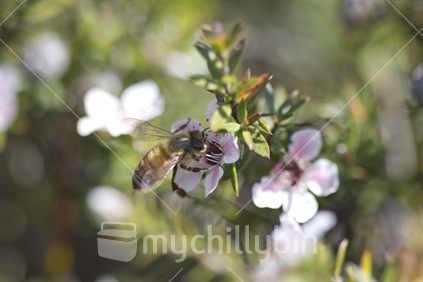 Honey bee on Manuka flower