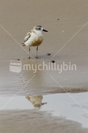 Single Young Dotterel standing on sandy beach with reflection in water. 