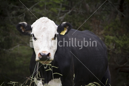 Single Black and White Hereford Bull eating grass. 