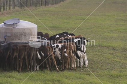 Calves drinking at a portable feeding station. 