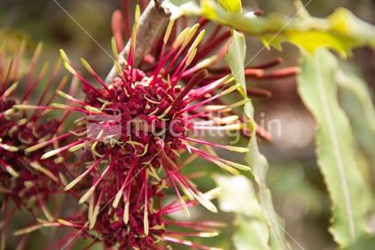 Flowers of native Rewarewa tree, appear in late spring and provide nectar for birds, geckos and bees.